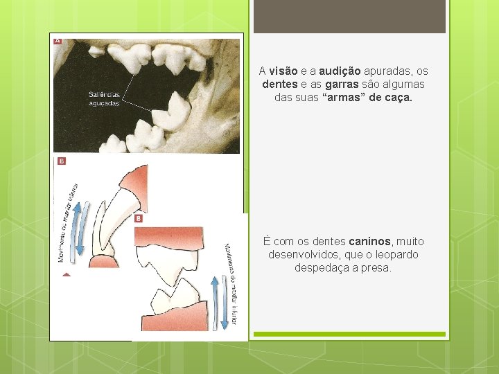 A visão e a audição apuradas, os dentes e as garras são algumas das