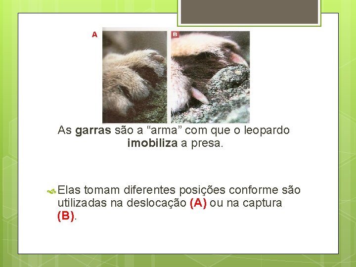 A As garras são a “arma” com que o leopardo imobiliza a presa. Elas