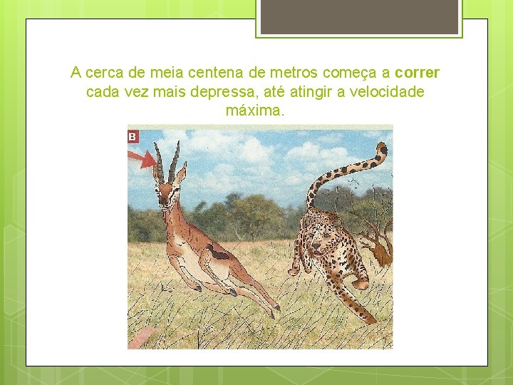 A cerca de meia centena de metros começa a correr cada vez mais depressa,