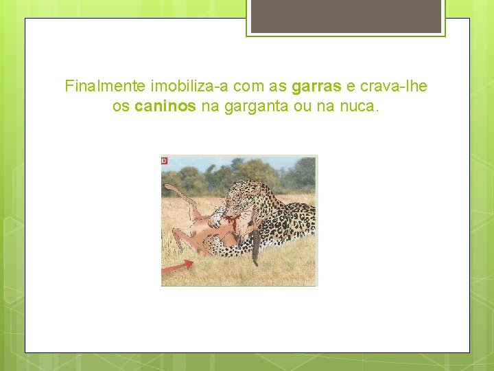 Finalmente imobiliza-a com as garras e crava-lhe os caninos na garganta ou na nuca. Finalmente imobiliza-a com as garras e crava-lhe os caninos na garganta ou na nuca.