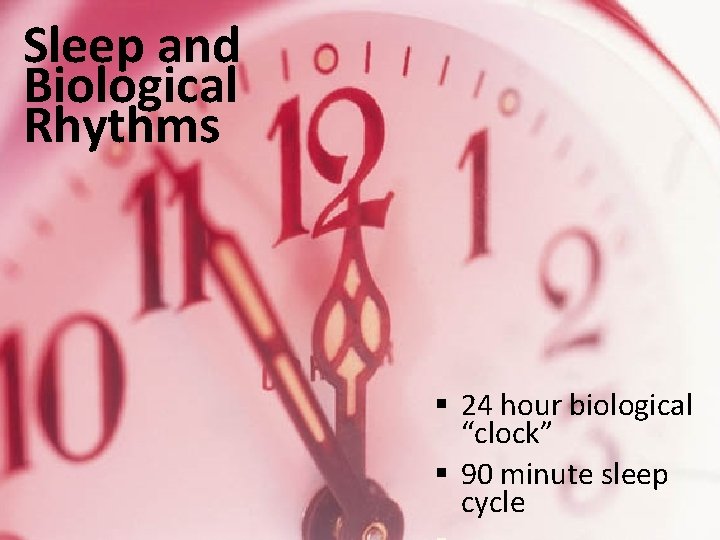 Sleep and Biological Rhythms § 24 hour biological “clock” § 90 minute sleep cycle