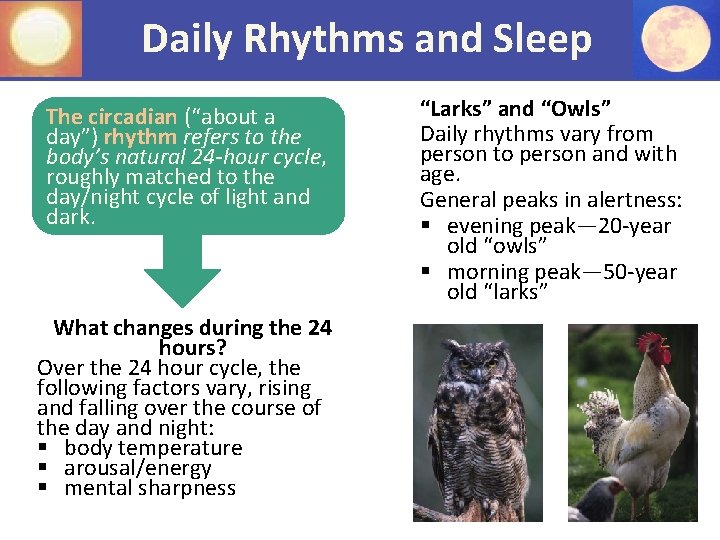 Daily Rhythms and Sleep The circadian (“about a day”) rhythm refers to the body’s