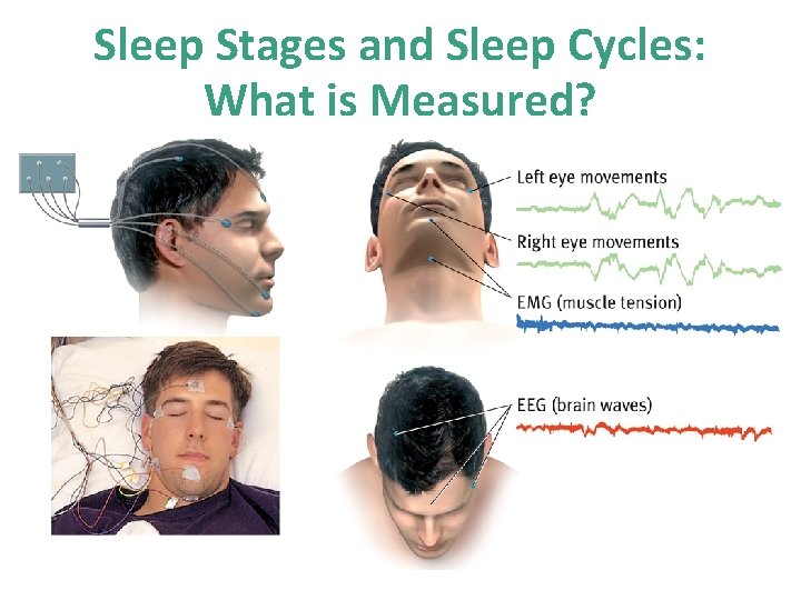 Sleep Stages and Sleep Cycles: What is Measured? 