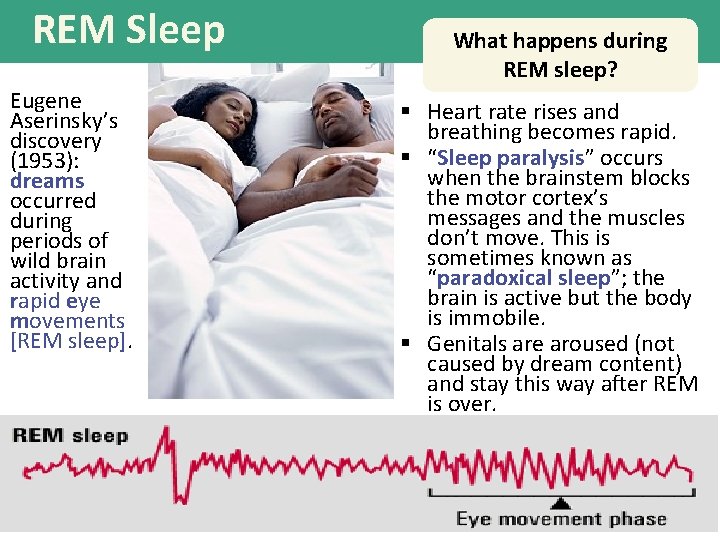 REM Sleep Eugene Aserinsky’s discovery (1953): dreams occurred during periods of wild brain activity