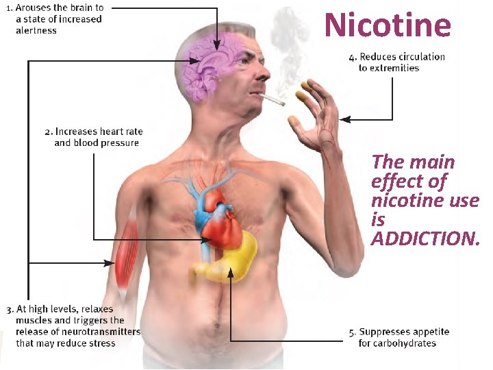 Nicotine The main effect of nicotine use is ADDICTION. 