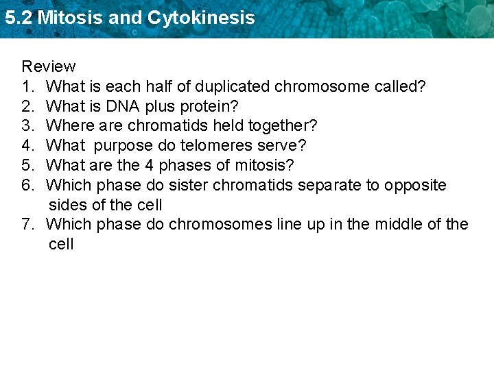 5. 2 Mitosis and Cytokinesis Review 1. What is each half of duplicated chromosome