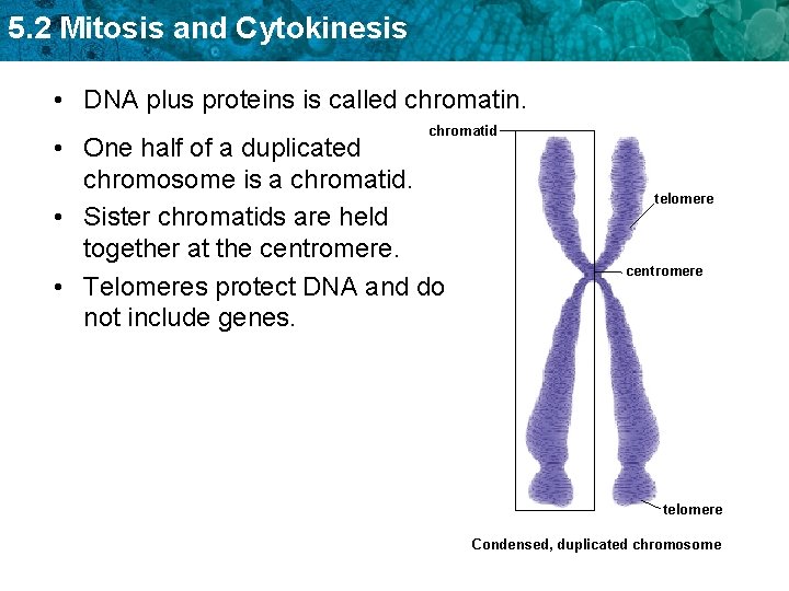 5. 2 Mitosis and Cytokinesis • DNA plus proteins is called chromatin. chromatid •
