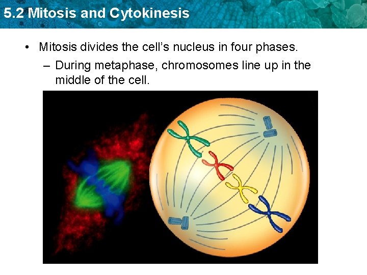 5. 2 Mitosis and Cytokinesis • Mitosis divides the cell’s nucleus in four phases.