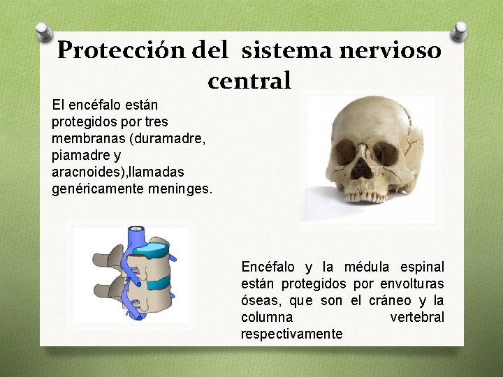 Protección del sistema nervioso central El encéfalo están protegidos por tres membranas (duramadre, piamadre