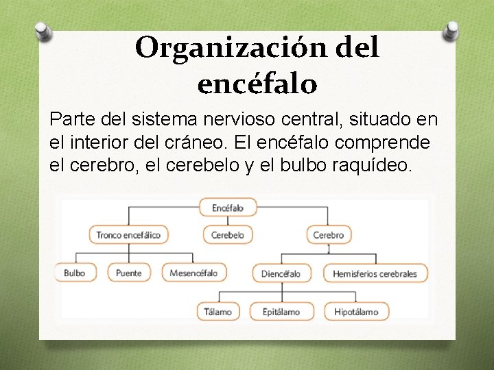 Organización del encéfalo Parte del sistema nervioso central, situado en el interior del cráneo.