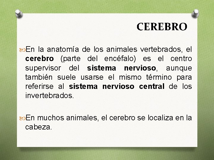 CEREBRO En la anatomía de los animales vertebrados, el cerebro (parte del encéfalo) es