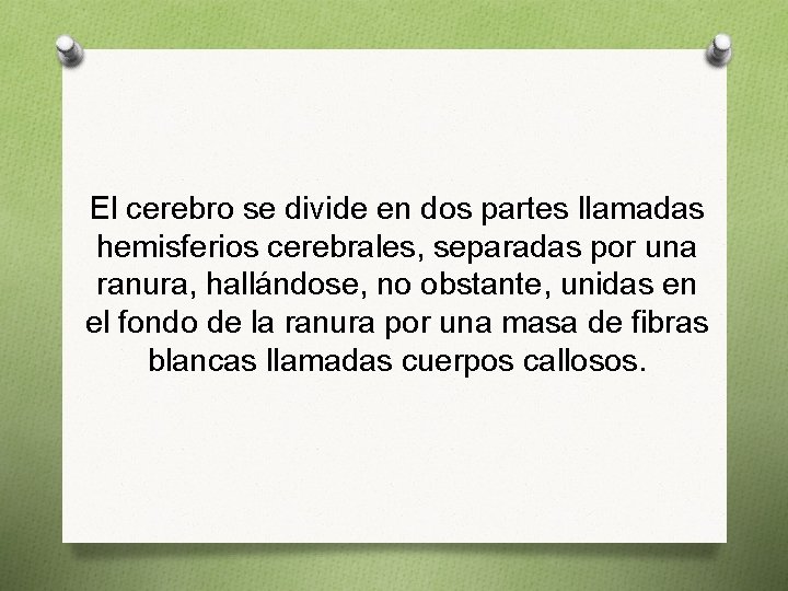 El cerebro se divide en dos partes llamadas hemisferios cerebrales, separadas por una ranura,