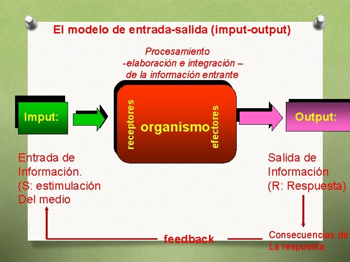 El modelo de entrada-salida (imput-output) efectores Imput: receptores Procesamiento -elaboración e integración – de
