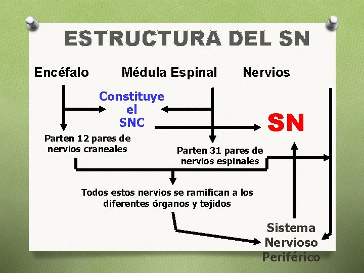 ESTRUCTURA DEL SN Encéfalo Médula Espinal Nervios Constituye el SNC Parten 12 pares de