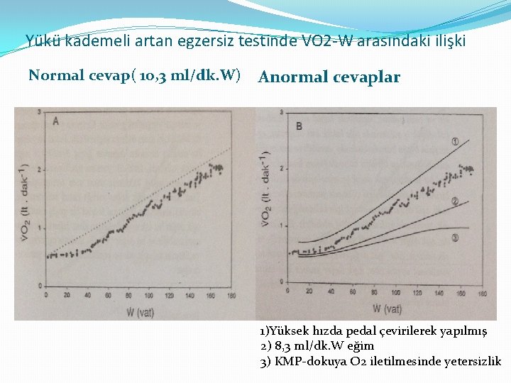 Yükü kademeli artan egzersiz testinde VO 2 -W arasındaki ilişki Normal cevap( 10, 3