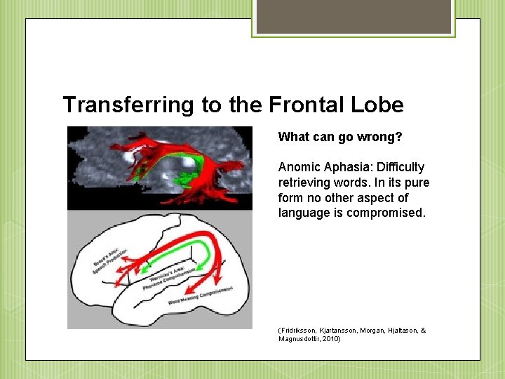 Transferring to the Frontal Lobe The arcuate fasciculus (red What can go wrong? and