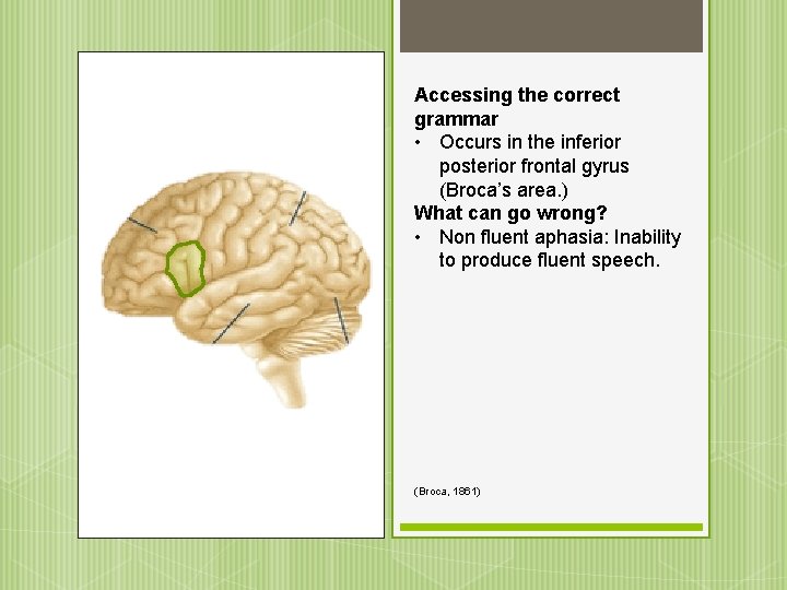 Accessing the correct grammar • Occurs in the inferior posterior frontal gyrus (Broca’s area.