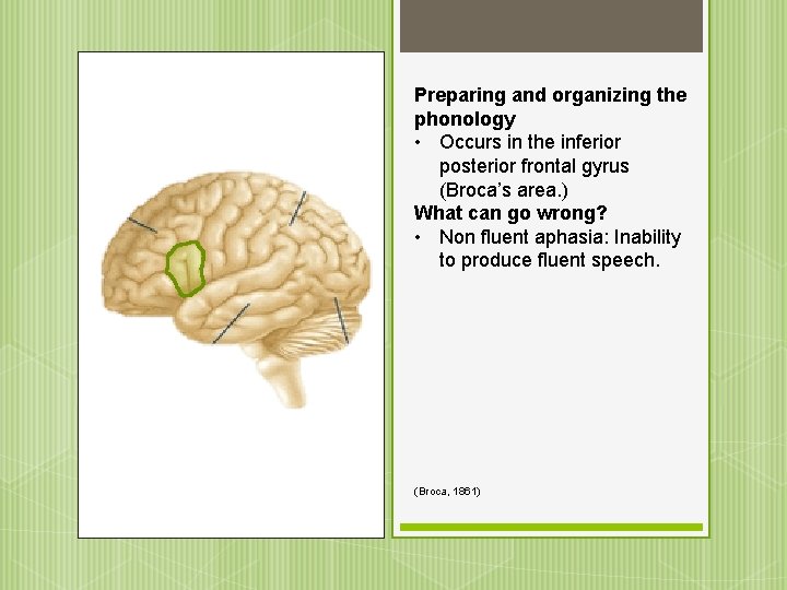 Preparing and organizing the phonology • Occurs in the inferior posterior frontal gyrus (Broca’s