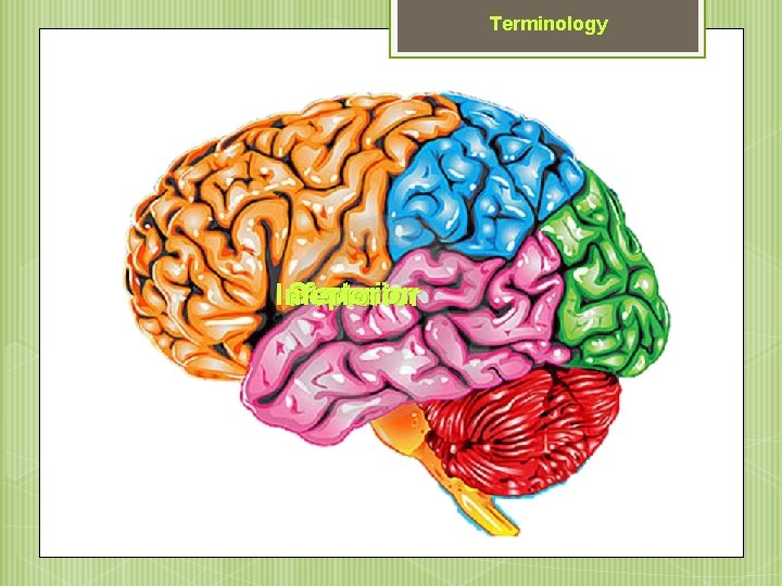 Terminology Superior Anterior Inferior Posterior 