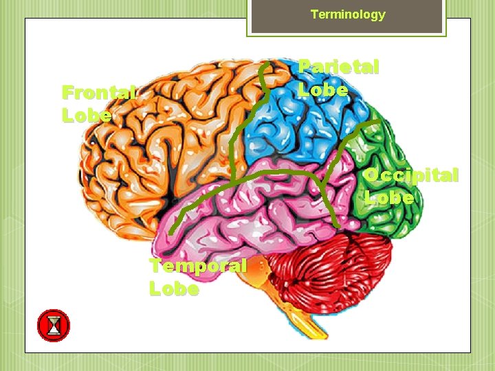 Terminology Parietal Lobe Frontal Lobe Occipital Lobe Temporal Lobe 