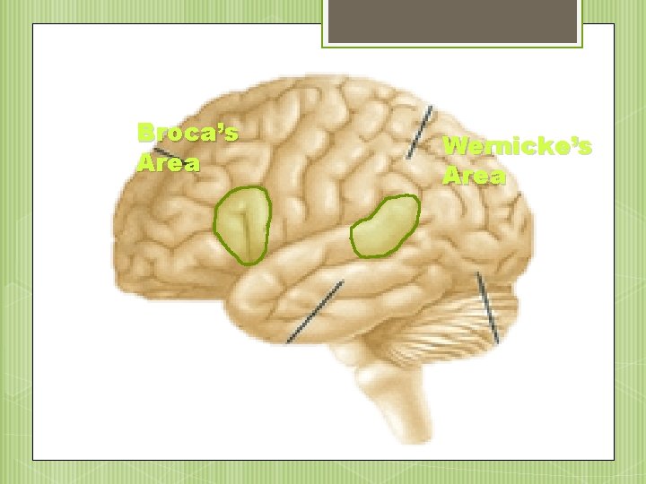 Broca’s Area Wernicke’s Area 