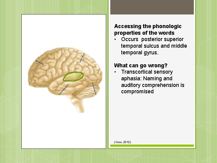 Accessing the phonologic properties of the words • Occurs posterior superior temporal sulcus and