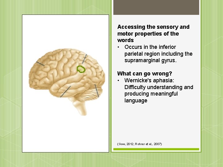 Accessing the sensory and motor properties of the words • Occurs in the inferior