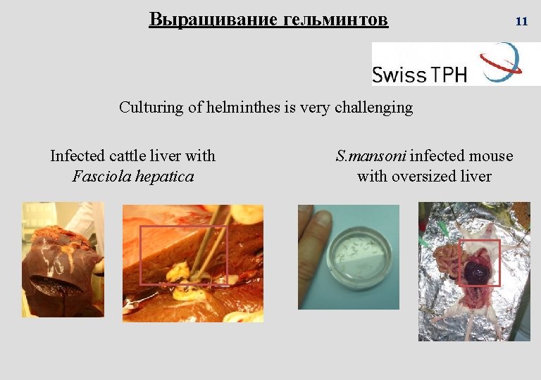 Выращивание гельминтов Culturing of helminthes is very challenging Infected cattle liver with Fasciola hepatica