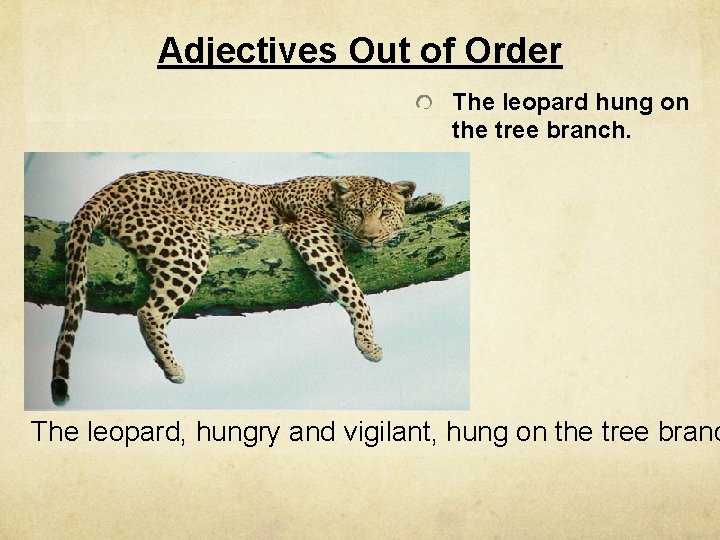 Adjectives Out of Order The leopard hung on the tree branch. The leopard, hungry