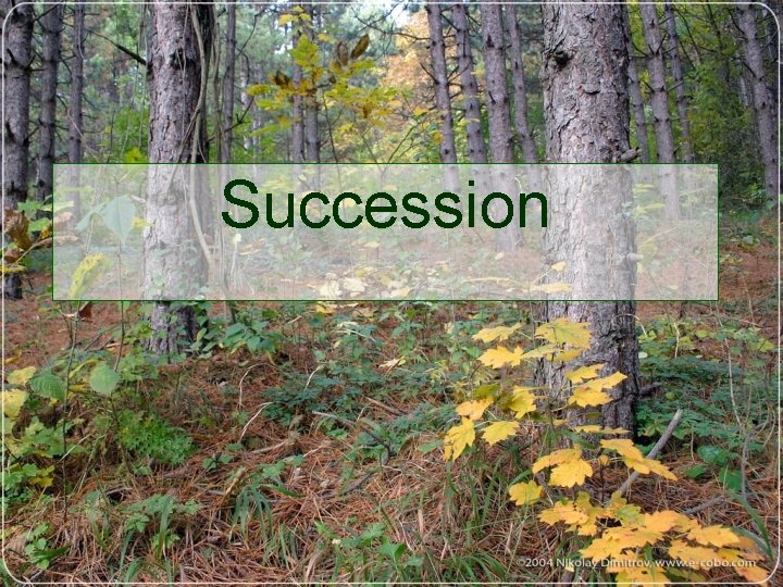 Succession 
