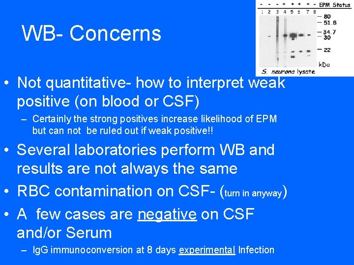 WB- Concerns • Not quantitative- how to interpret weak positive (on blood or CSF)