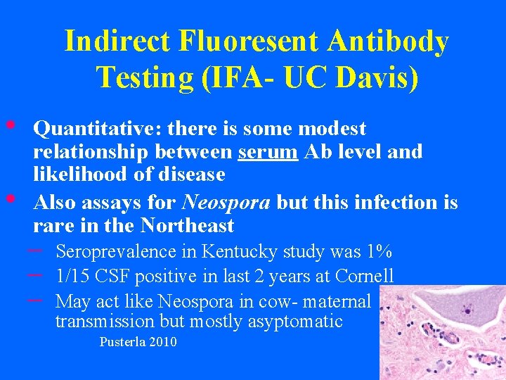 Indirect Fluoresent Antibody Testing (IFA- UC Davis) • • Quantitative: there is some modest