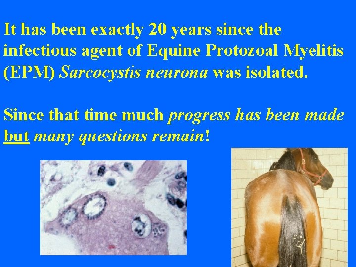 It has been exactly 20 years since the infectious agent of Equine Protozoal Myelitis