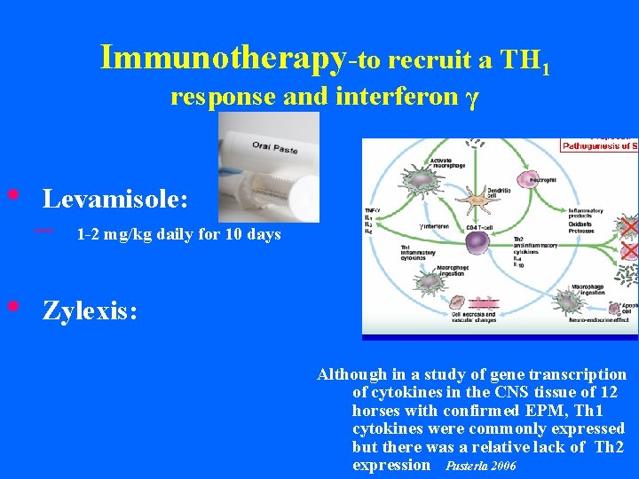 Immunotherapy-to recruit a TH 1 response and interferon γ • • Levamisole: – 1