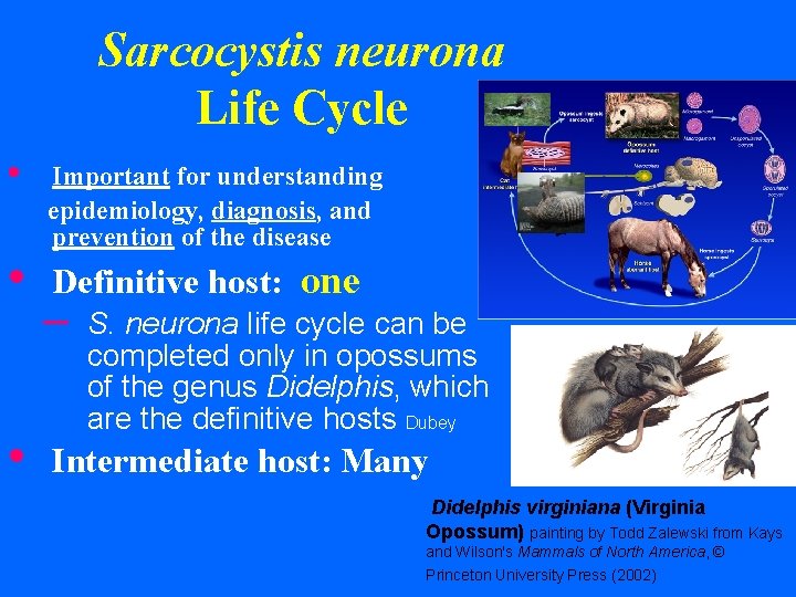 Sarcocystis neurona Life Cycle • • • Important for understanding epidemiology, diagnosis, and prevention