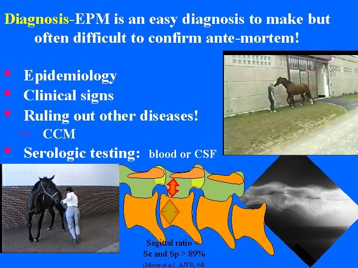 Diagnosis-EPM is an easy diagnosis to make but often difficult to confirm ante-mortem! •
