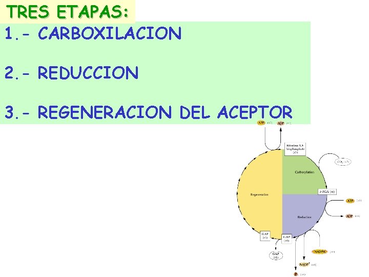TRES ETAPAS: 1. - CARBOXILACION 2. - REDUCCION 3. - REGENERACION DEL ACEPTOR TRES ETAPAS: 1. - CARBOXILACION 2. - REDUCCION 3. - REGENERACION DEL ACEPTOR
