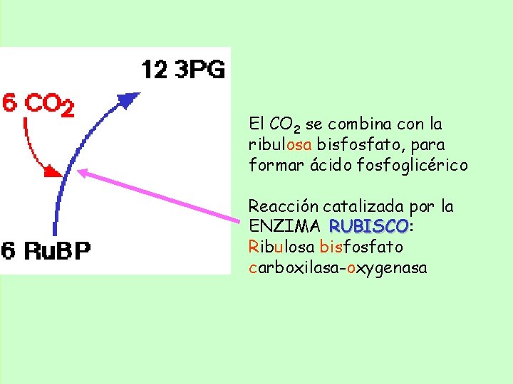 El CO 2 se combina con la ribulosa bisfosfato, para formar ácido fosfoglicérico Reacción El CO 2 se combina con la ribulosa bisfosfato, para formar ácido fosfoglicérico Reacción