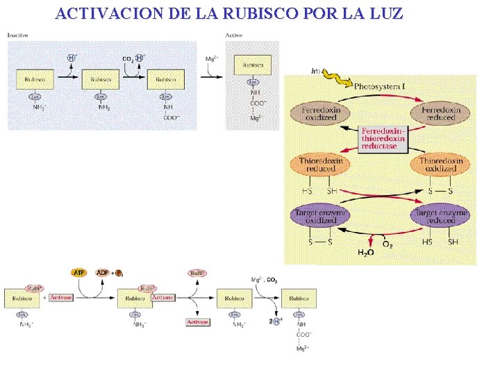 ACTIVACION DE LA RUBISCO POR LA LUZ ACTIVACION DE LA RUBISCO POR LA LUZ
