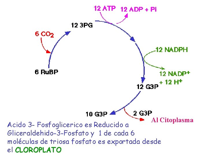 Al Citoplasma Acido 3 - Fosfoglicerico es Reducido a Gliceraldehido-3 -Fosfato y 1 de Al Citoplasma Acido 3 - Fosfoglicerico es Reducido a Gliceraldehido-3 -Fosfato y 1 de