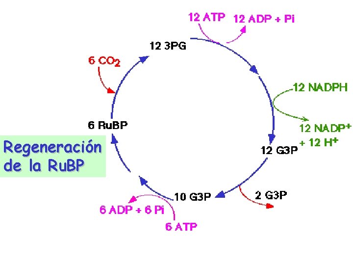 Regeneración de la Ru. BP Regeneración de la Ru. BP