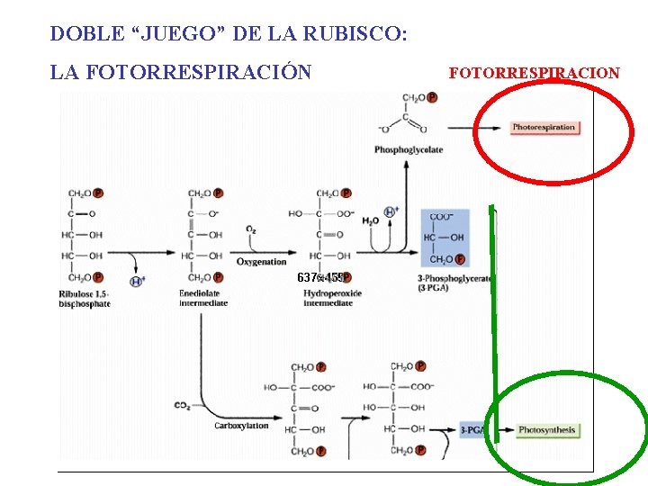 DOBLE “JUEGO” DE LA RUBISCO: LA FOTORRESPIRACIÓN FOTORRESPIRACION DOBLE “JUEGO” DE LA RUBISCO: LA FOTORRESPIRACIÓN FOTORRESPIRACION