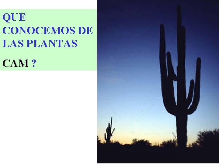 QUE CONOCEMOS DE LAS PLANTAS CAM ? QUE CONOCEMOS DE LAS PLANTAS CAM ?