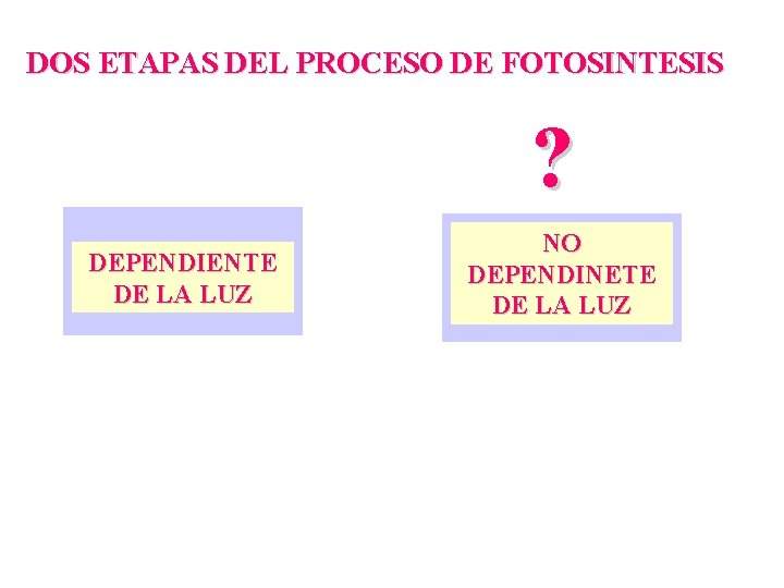 DOS ETAPAS DEL PROCESO DE FOTOSINTESIS ? DEPENDIENTE DE LA LUZ NO DEPENDINETE DE DOS ETAPAS DEL PROCESO DE FOTOSINTESIS ? DEPENDIENTE DE LA LUZ NO DEPENDINETE DE