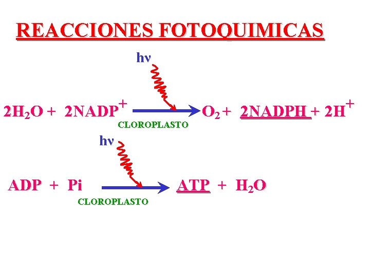 REACCIONES FOTOQUIMICAS hν 2 H 2 O + 2 NADP+ CLOROPLASTO O 2 + REACCIONES FOTOQUIMICAS hν 2 H 2 O + 2 NADP+ CLOROPLASTO O 2 +