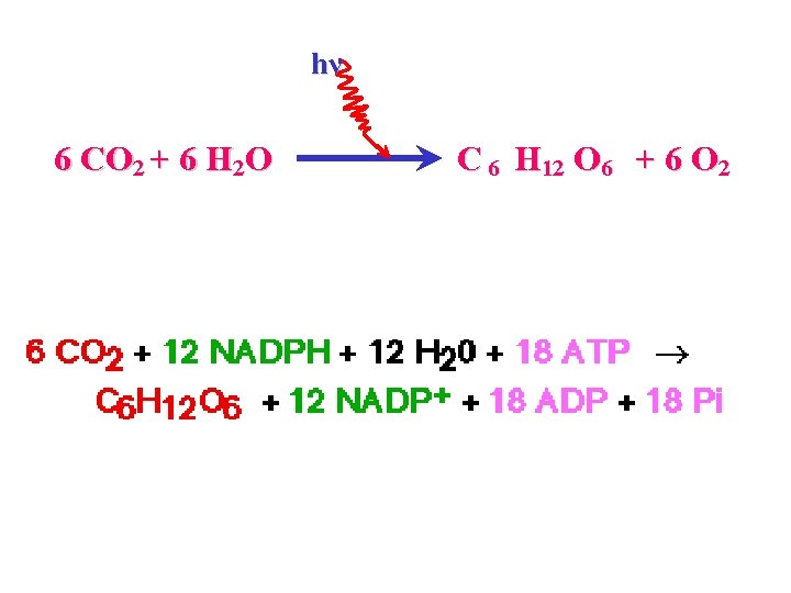 hν 6 CO 2 + 6 H 2 O C 6 H 12 O hν 6 CO 2 + 6 H 2 O C 6 H 12 O