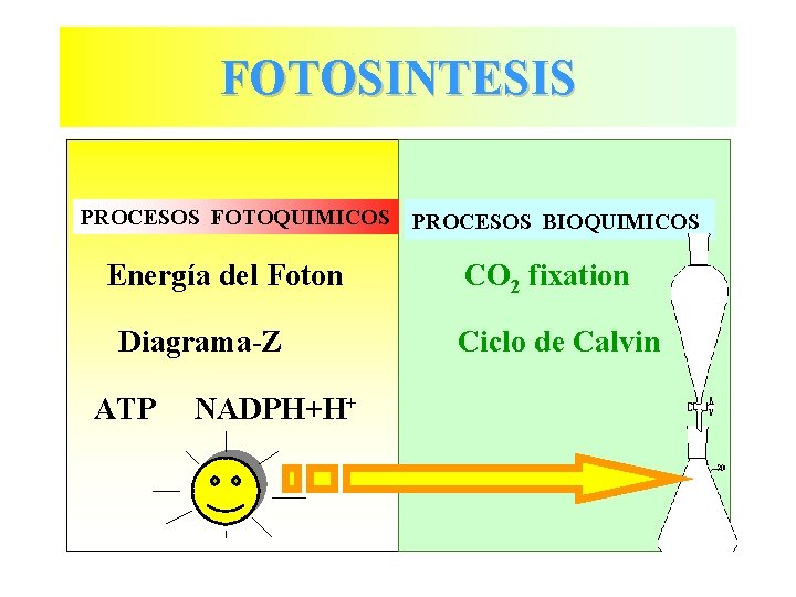 FOTOSINTESIS PROCESOS FOTOQUIMICOS Energía del Foton Diagrama-Z ATP NADPH+H+ PROCESOS BIOQUIMICOS CO 2 fixation FOTOSINTESIS PROCESOS FOTOQUIMICOS Energía del Foton Diagrama-Z ATP NADPH+H+ PROCESOS BIOQUIMICOS CO 2 fixation