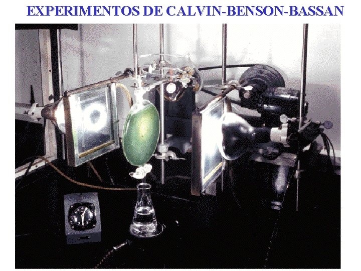 EXPERIMENTOS DE CALVIN-BENSON-BASSAN EXPERIMENTOS DE CALVIN-BENSON-BASSAN