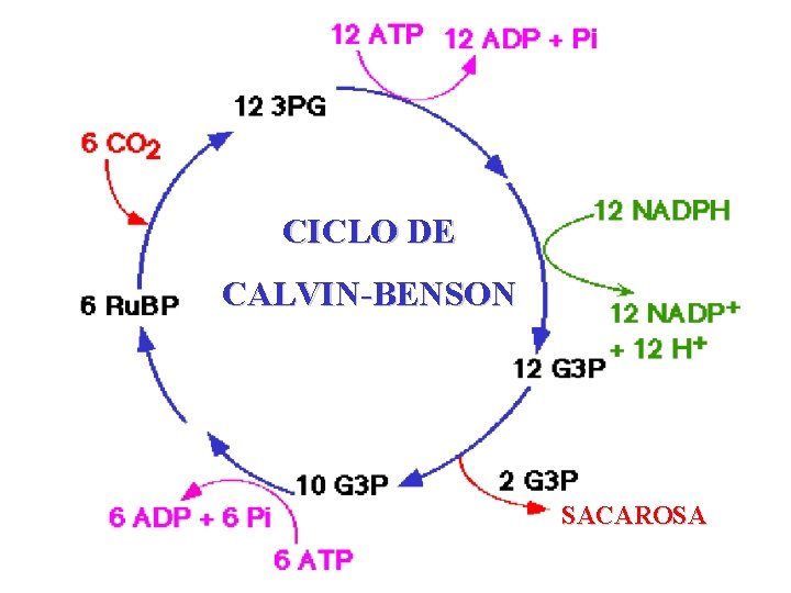 CICLO DE CALVIN-BENSON SACAROSA CICLO DE CALVIN-BENSON SACAROSA