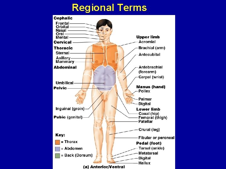 Regional Terms 